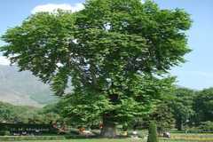 Platanus orientalis